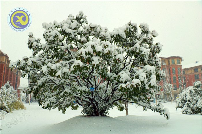 梅雪盼冬來，微笑迎春歸(圖4)