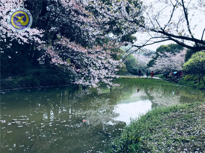  其時(shí)櫻花爛漫，詩書彌香(圖1)