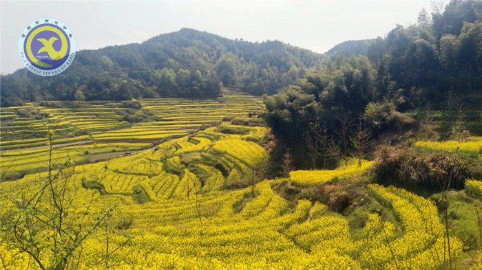 徽風皖韻，盡在宏村(圖1)