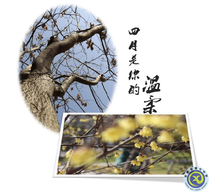 圖為合肥七中老樹(shù)及臘梅花.png